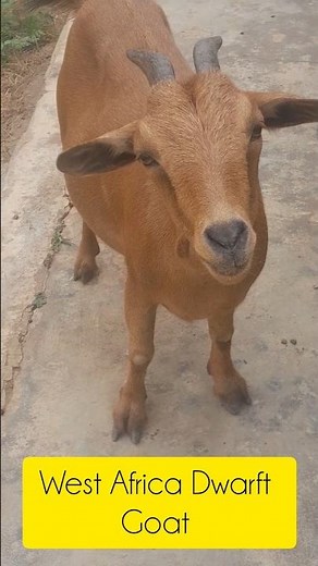 Meet the West African Dwarf Goat 🐐 — small in size, BIG in personality! 🌍✨ Nature never disappoints.