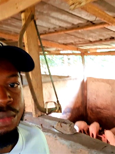 Exploring Ethical Pig Farming: A Quick Farm Tour