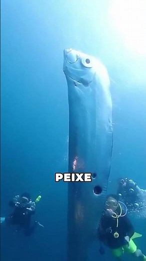 Os 5 Maiores Peixes do Mundo!