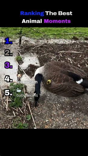Ranking The Best Animal Moments