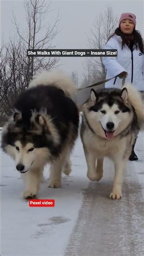 Walking With Giant Dogs 😱 | Real-Life World Wonder!