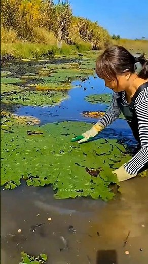 How Makhana Is Made From Water Plants!