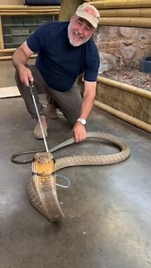 142K views · 19K reactions | Unboxing a King Cobra Needed both snake...