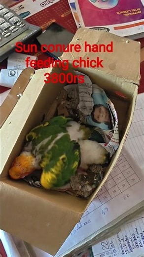 Sun conure hand feeding chick 3800rs #petlover #stxavierscollege #sunconure
