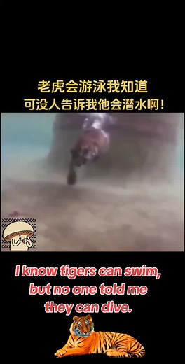 Bengal Tiger Diving Surprise! 🐯🌊