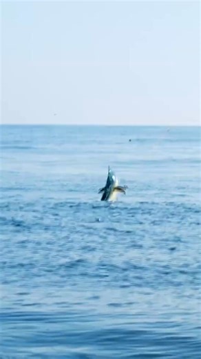Biggest Dolphin I’ve Ever Hooked 😳 #fishing #ocean #monster #longervideos #Outdoors | Tattoosinlimites
