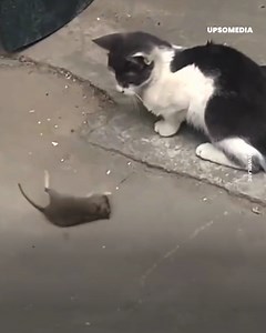 Den smarta musen lurade katten och lyckades fly undan de vassa klorna. Katten var helt oförberedd på musens fiffiga trick. | Positiv