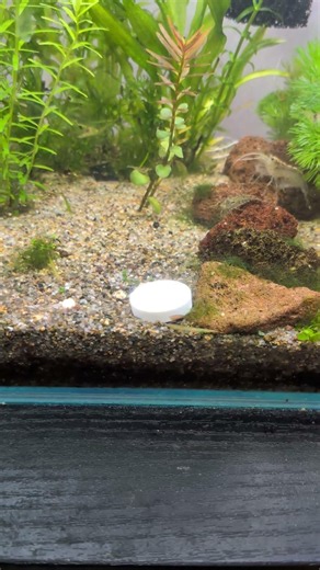 水草を育てるCO2ブロック☘️水草に必要な養分と二酸化炭素を手軽に添加 #涼しげメダカノート #水草 #メダカ