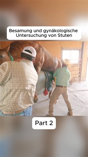 Pferde Chiropraktiker: Knochenbrecher für mehr Wohlbefinden