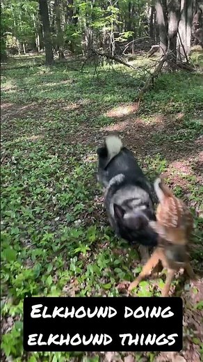 Norwegian Elkhound and Deer