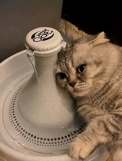 Cat Crying Compilation