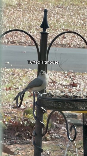 Exploring the Tufted Titmouse: A Birdwatcher's Guide
