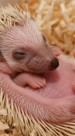 31K views · 1.9K reactions | "Baby Hedgehog Activity 璉 Rate it 1–10 if you’re a true hedgehog lover!  #hedgehog | The Daily Hedgehog Show | Facebook