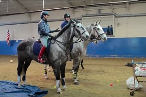 A Look Inside How Police Horses Are Trained