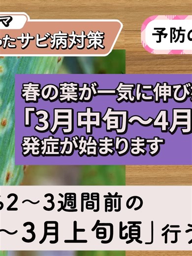 【ニンニク・玉ねぎ栽培に石灰】病気はこれ1つでほぼ防げる！農薬を使わないサビ病対策～初心者・家庭菜園～ #03