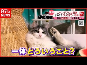 【投稿動画】猫のオモシロ動画３連発！『every.特集』
