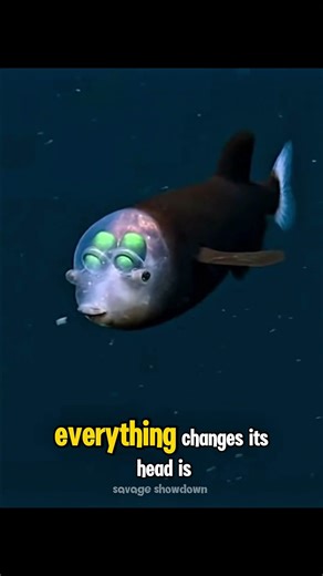 The Fish That Looks Like an Alien… And Sees Everything Inside Its Head! #DeepSeaMystery #AlienFish