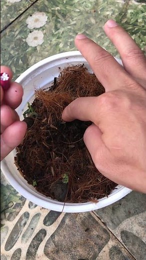 Tips for growing orchids at home