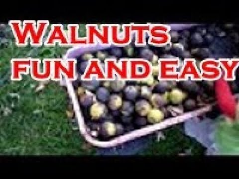 How to Harvest Walnuts