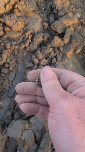 "Out on the fields today and pulled up this little beauty — an 18th century button, likely lost over 200 years ago. Makes you wonder who wore it and what their story was... #MetalDetecting #MiniTezzaFinds #HistoryUnderfoot" #short #shortvideofbreels #viralchallenge #videoviralシ | Terry Read