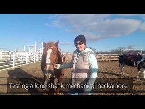 Bitless bridle testing - Long shank mechanical hackamore with leather nosepiece on Ranger the Curly
