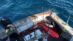 2K views · 96 reactions | BLUE RUNNER Wide open bite going on right now Chunk , troll and jig Sunday and Monday are now full .. thanks guys | Blue Runner Sportfishing | Facebook