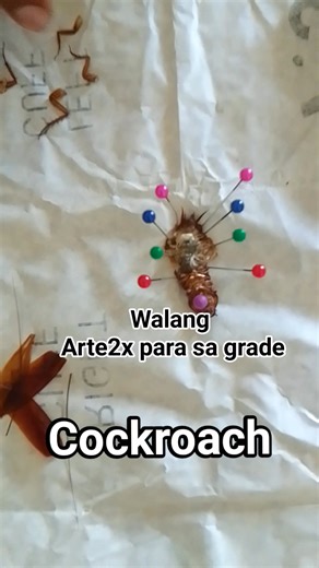 Cockroach experiment #highlightseveryone #followersreelsfypシ゚viralシfypシ゚viralシalシfollowers #viralreelschallenge2024viralreelschallenge #everyoneactivefollowersシfypシ゚viralシalシ #floodcontrolcorruption #everyonefollowers #facebookreel #highlight #everyone #followers | Jems J. Cadagdagon | Facebook