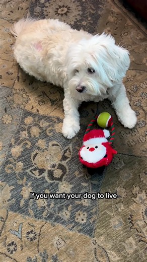 Just Food for Dogs' JustFresh is so worth the price for the benefits I've seen in Ellie Mae: ✅ Better digestion ✅ Shinier coat ✅ More energy ✅ Weight management Get 50% off your first order!