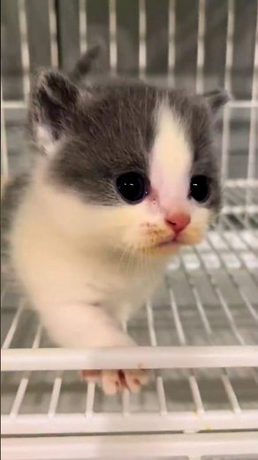 Meow Meow Cute Kitten 😻 #Shorts