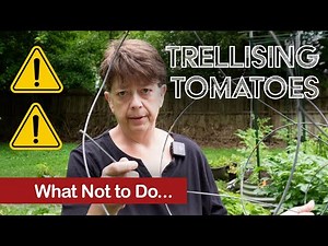 How to Trellis Tomatoes in Your Raised Bed or Container Garden