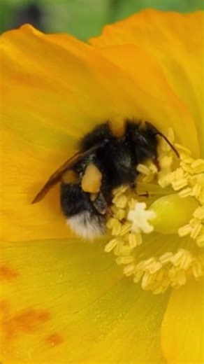 Turn your sound up for buzz pollination, the bumblebee superpower no other insect in the UK has 🔊🐝 #NationalSuperheroDay This unique ability allows bumblebees to release pollen for over 20,000 species of plant around the world, including garden displays, wildflowers, crops, and allotment favourites. But our bumblebees are struggling due to the loss of wildflowers and good nesting spots. Without bumblebees, the shelves at our local supermarkets would seem much emptier, the plots at our allotmen