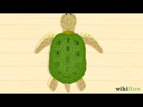 How to Tell a Turtle's Age