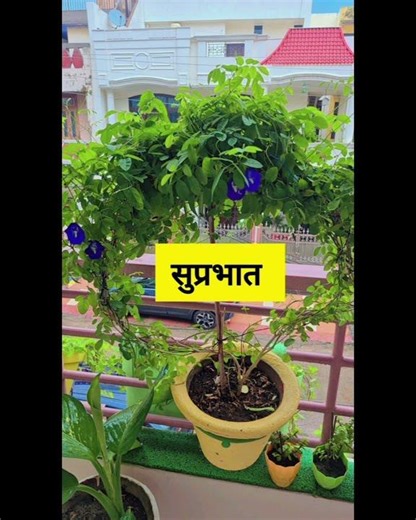 हर सुबह खुद से एक वादा करो —आज मैं हार नहीं मानूंगा”#morningmotivation#motivationdaily#positivevibes