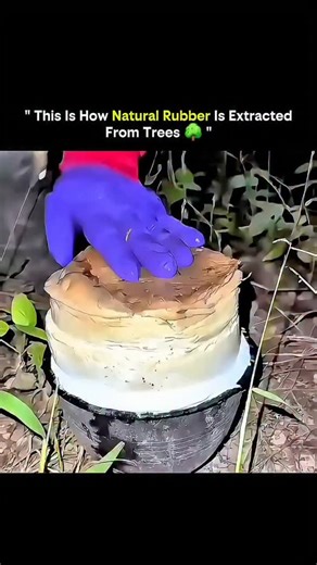 Knowledge Matrix on Instagram: "Natural rubber doesn’t start in a factory. It begins inside rubber trees (Hevea brasiliensis), where a milky fluid called latex flows through microscopic channels beneath the bark. To collect it, workers carefully make thin, angled cuts on the tree’s bark. The cut is shallow — deep enough to reach latex vessels, but gentle enough to keep the tree healthy for decades. Once cut, latex slowly drips out, guided by gravity into a small cup. This process is called tappi