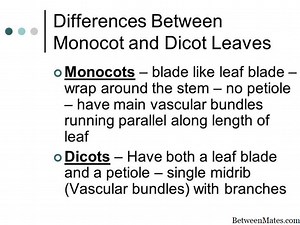 Monocots和Dicots - 性质 2026