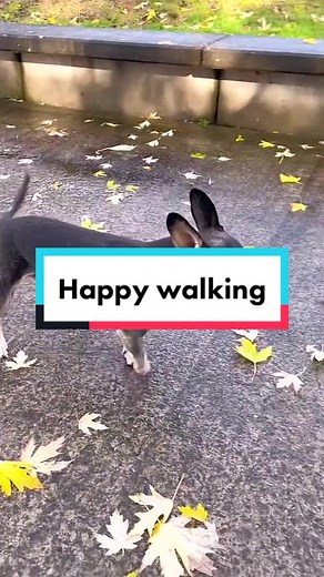 Walk so happy🤣🤣lovely #cutedogsoftiktok #fyp #funnydogvideo #happydoggie