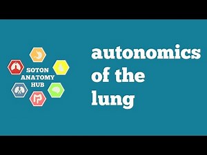 Lung autonomics