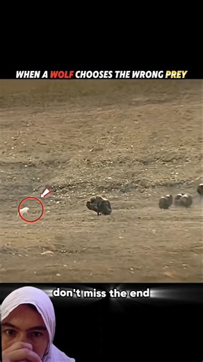 Wolf choose the wrong prey.. instantly regretted it🐺🔥#trending #animals #wildlife #wolf #prey #short