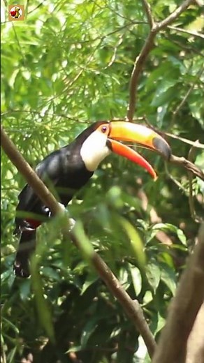 Toucan Bird Sound
