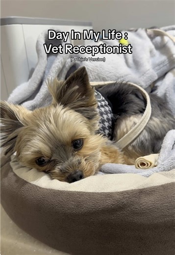 Day In My Life as a Vet Receptionist (Archie’s Version) #archie #vetreceptionist #vetclinic #vetcliniclife #dayinmylife #diml #myversion #fup #fypシ #fyp #fypシ゚viral #coworker #coworkers #coworkersbelike #coworkerbesties #coworkerfriends #bestfriendscheck #vetmedhumor #vetmed #vetmedlife #justgirls #girlythings #justgirlythings