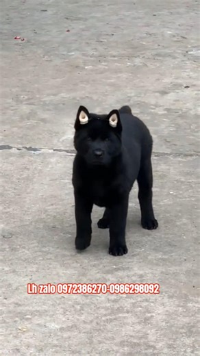 Cute dog | Black Hmong short-tailed dog | Legendary hunter and guard dog. #hmongdog #bebenui