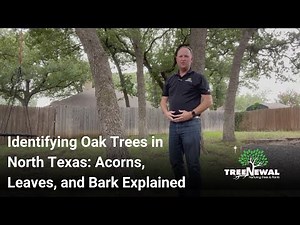 Identifying Oak Trees in North Texas Acorns, Leaves, and Bark Explained