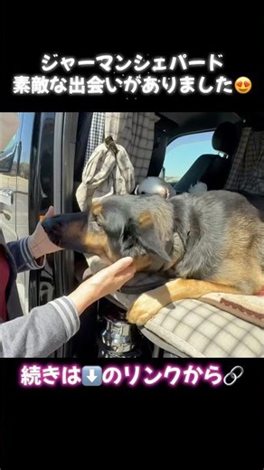 【激吠えシェパードが優しくなる時】 #ジャーマンシェパード #大型犬のいる生活 #germanshepheard #可愛い #gsd