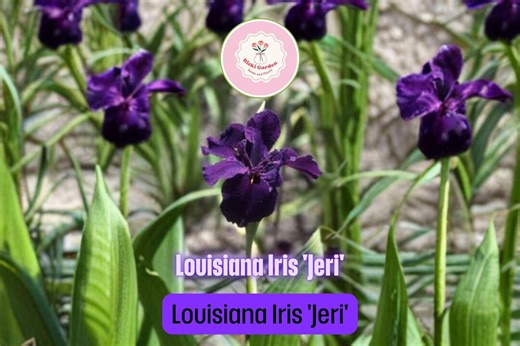 Louisiana Iris ‘jeri’ – 3 Mature Fans – Deep Dark Purple Blooms – Hardy Water-loving Perennial for Pond or Garden Border - Etsy