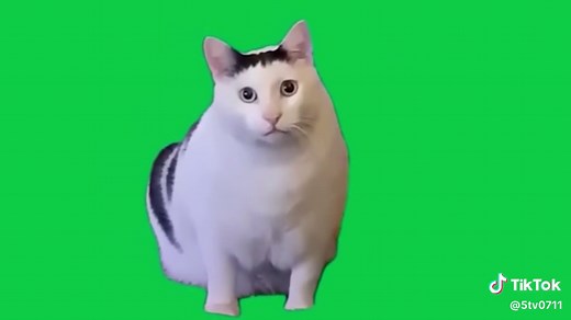 はぁ猫#猫マニ #素材 #猫ミーム