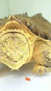 I Caught a GIANT Alligator Snapping Turtle in the Wild! #turtlewatching #animal