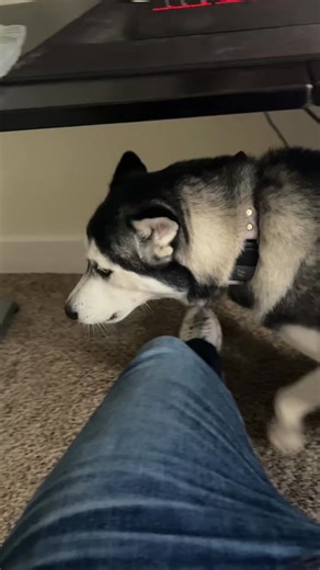 My dog is needy #husky #nourisheveryyou #pets #dogsoftiktok | Lyra Husky