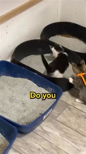 Dangers of having dirty litter box! 🙀 | Cuddles & Meow