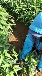 37K views · 3K reactions | Upland Kangkong  #pagmaytinanimmayaanihin | Marife Sambilad Diaz | Facebook