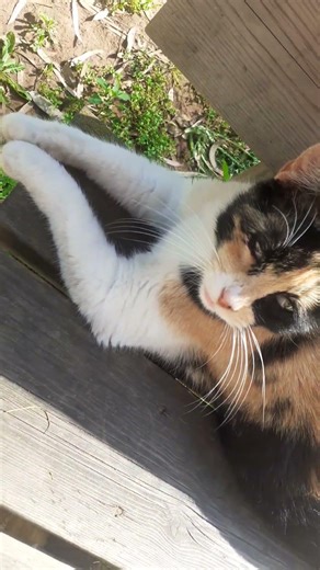 Moustache assis tranquillement en solo sur un banc sous le soleil en miaulant #cats #cute #animals